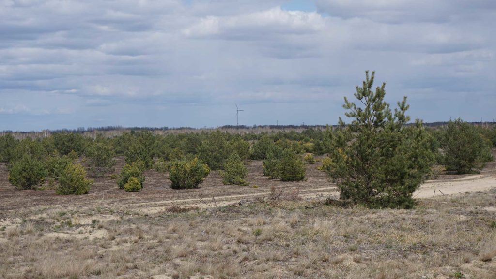 Truppenübungsplatz Jüterbog Naturschutzgebiet Forst Zinna Jüterbog-Keilberg Binnendüne